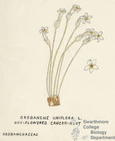 Botanical drawing of genus Orobanche and species uniflora