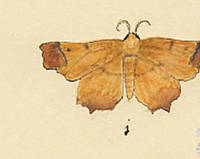 Botanical drawing of genus Ennomos and species magriarius