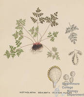Botanical drawing of genus Notholaena and species dealbata