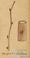 Botanical drawing of genus Prunus and species americanus