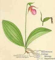 Botanical drawing of genus Cypripedium and species acaule