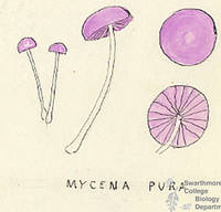 Botanical drawing of genus Mycena and species pura
