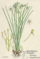 Botanical drawing of genus Ornithogalum and species umbellatum