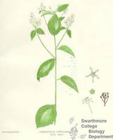 Botanical drawing of genus Coenanthus and species americanus