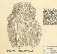 Botanical drawing of genus Hydnum and species crinaceum