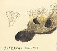 Botanical drawing of genus Sparassis and species crispus