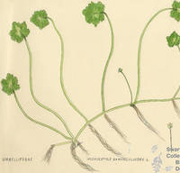 Botanical drawing of genus Hydrocotyle and species ranunculoides