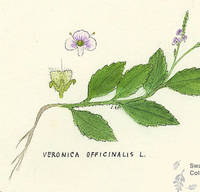 Botanical drawing of genus Veronica and species officinalis