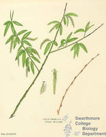 Botanical drawing of genus Salix and species fragilis