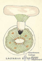Botanical drawing of genus Lactarius and species deceptivus