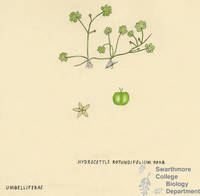 Botanical drawing of genus Hydrocotyle and species rotundifolium