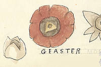 Botanical drawing of genus Geaster and species margani