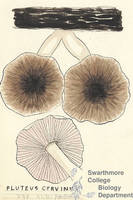 Botanical drawing of genus Pluteus and species cervinus
