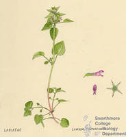 Botanical drawing of genus Lamium and species purpureum