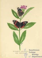 Botanical drawing of genus Pyrameis and species atalanta