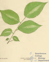 Botanical drawing of genus Ostrya and species virginiana