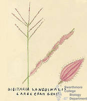 Botanical drawing of genus Digitaria and species sanguinalis