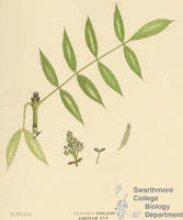 Botanical drawing of genus Fraxinus and species excelsior