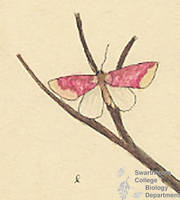 Botanical drawing of genus Rhodophora and species florida