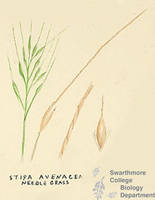 Botanical drawing of genus Stipa and species avenaceae