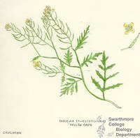 Botanical drawing of genus Radicula and species sylvestris