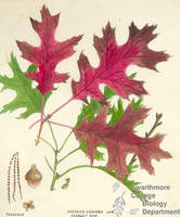 Botanical drawing of genus Quercus and species coccinea