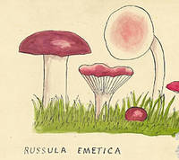 Botanical drawing of genus Russula and species emetica