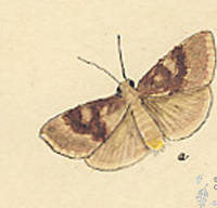 Botanical drawing of genus Nephelodes and species minians