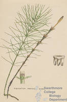 Botanical drawing of genus Equisetum and species pratense