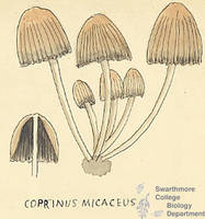 Botanical drawing of genus Coprinus and species micaceus