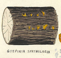 Botanical drawing of genus Guepinia and species spathularia
