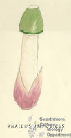 Botanical drawing of genus Phallus and species impudicus