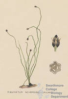 Botanical drawing of genus Equisetum and species scirpoides
