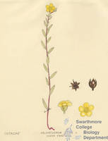 Botanical drawing of genus Helianthemum and species majus