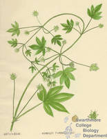 Botanical drawing of genus Humulus and species japonicus