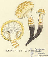 Botanical drawing of genus Lentinus and species lepideus