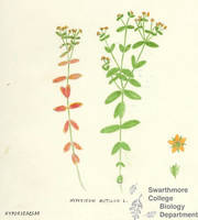 Botanical drawing of genus Hypericum and species mutilum