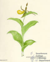Botanical drawing of genus Cypripedium and species pubescens
