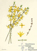Botanical drawing of genus Forsythia and species viridissima