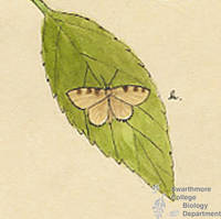 Botanical drawing of genus Heterophleps and species triguttaria