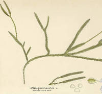 Botanical drawing of genus Lycopodium and species clavatum