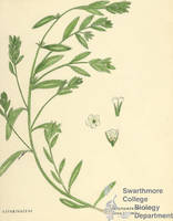 Botanical drawing of genus Lithospermum and species arvense