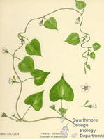 Botanical drawing of genus Ipomoea and species lacunosa