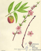 Botanical drawing of genus Prunus and species persica