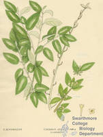 Botanical drawing of genus Elaeagnus and species argentea
