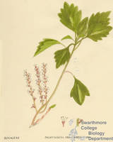 Botanical drawing of genus Pachysandra and species procumbens