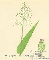 Botanical drawing of genus Panicum and species cladestimum
