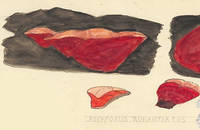 Botanical drawing of genus Polyporus and species aurantiacus