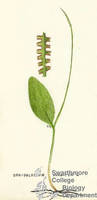 Botanical drawing of genus Ophioglossum and species vulgatum