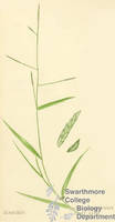 Botanical drawing of genus Leersia and species virginica